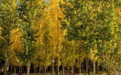 Turismo Rural En Pozo Alcon